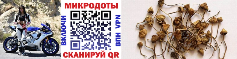 Галлюциногенные грибы GOLDEN TEACHER  Купить  Приморско-Ахтарск 